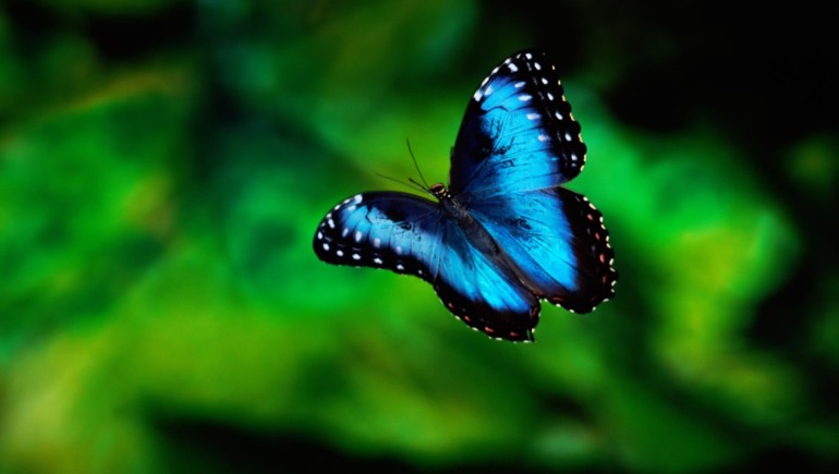 the inner you, butterfly, eating disorders, self esteem